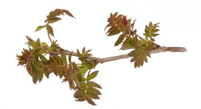 Рябинник рябинолистный (sorbaria sorbifolia): посадка и уход в открытом грунте, обрезка, размножение