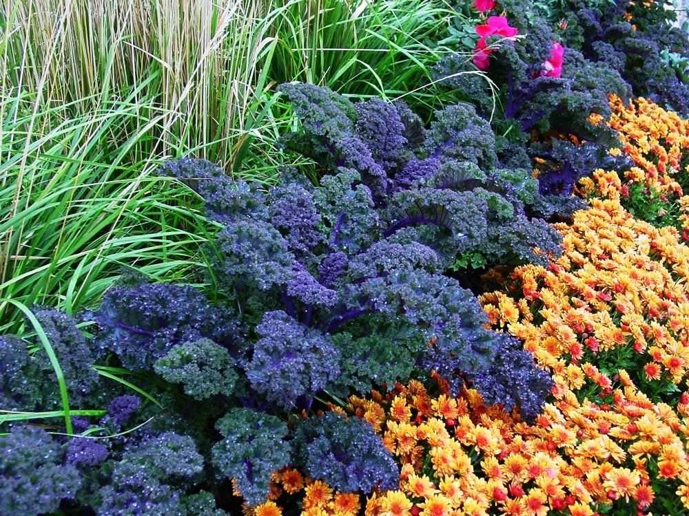 Декоративная капуста: разновидности, особенности выращивания и использование овощной культуры для украшения сада