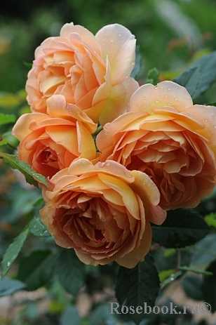 О розе леди оф шалот (lady of shalott): выращивание сортовой розы остина