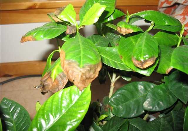 ✅ бледные или светло-зеленые листья у гортензии: причины, чем подкормить растение - tehnomir32.ru