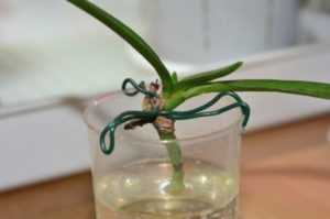 Чем подкормить орхидею в домашних условиях подручными средствами: удобрения из корня папоротника, луковой шелухи, алоэ, сахара, глюкозы, банановой кожуры и другие народные средства, а также отзывы о них