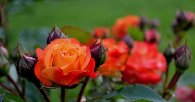 Когда можно пересаживать розы и как правильно это делать?