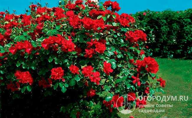 Все о посадке и выращивании аристократической розы августа луиза