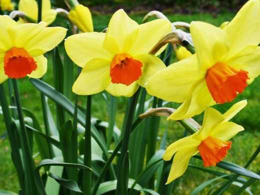 Нарцисс: описание и как выглядит цветок, а также когда он начинает цвести