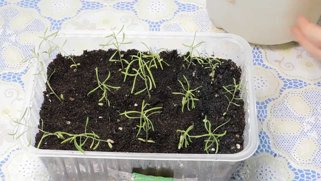 Кохия летний кипарис выращивание из семян - в рассаде