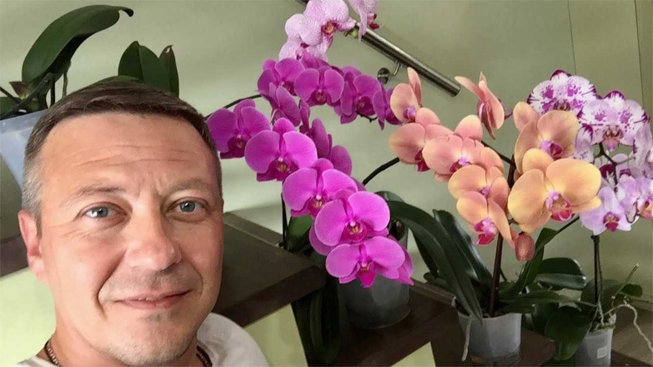 Орхидея ванда: описание, посадка и уход в домашних условиях