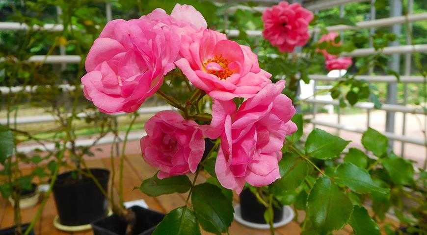 Плетистые розы: фото, видео посадки, ухода, выращивания в открытом грунте, размножение растений