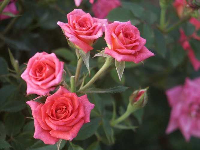 Пересадка роз: когда можно переносить на другое место, весной, летом или осенью