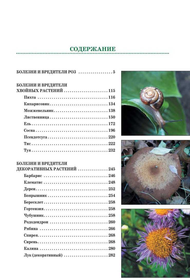 Многолетние флоксы: размножение черенками + семенами + делением куста & правильный уход > фото + видео цветов