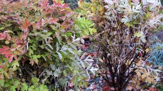 Рододендроны на урале — уход и посадка, выбор сортов, зимовка | сад и огород