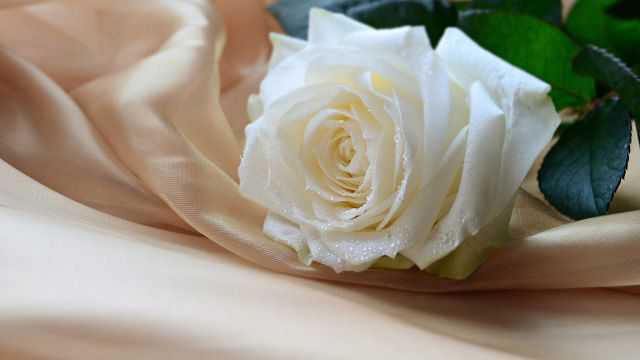 К чему дарят белые розы девушке: что означает, приметы