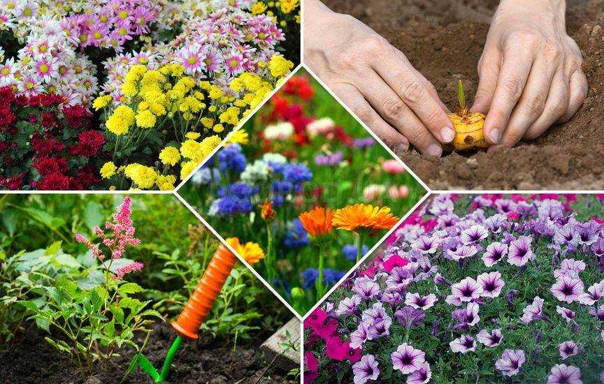 Тенелюбивые растения для сада: 15 лучших видов цветущих все лето