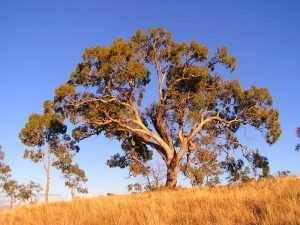 Эвкалипт: описание дерева, уход и применение