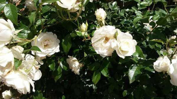 Многолетние кустовые розы для сада: фото и название