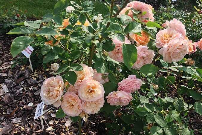 Роза чарльз остин (charles austin): фото, описание и особенности