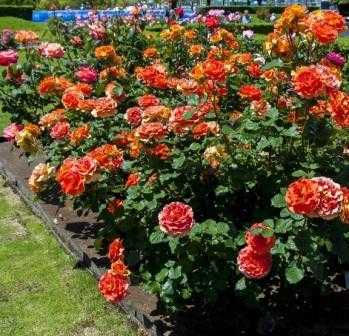 Парковая роза джон дэвис - изюминка вашего сада