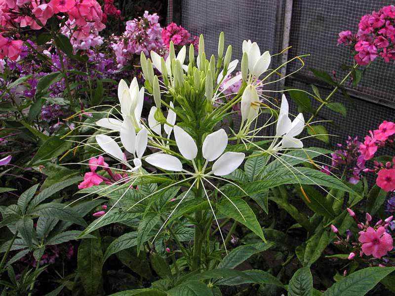 Цветок клеома: описание, уход, посадка семян и рассады