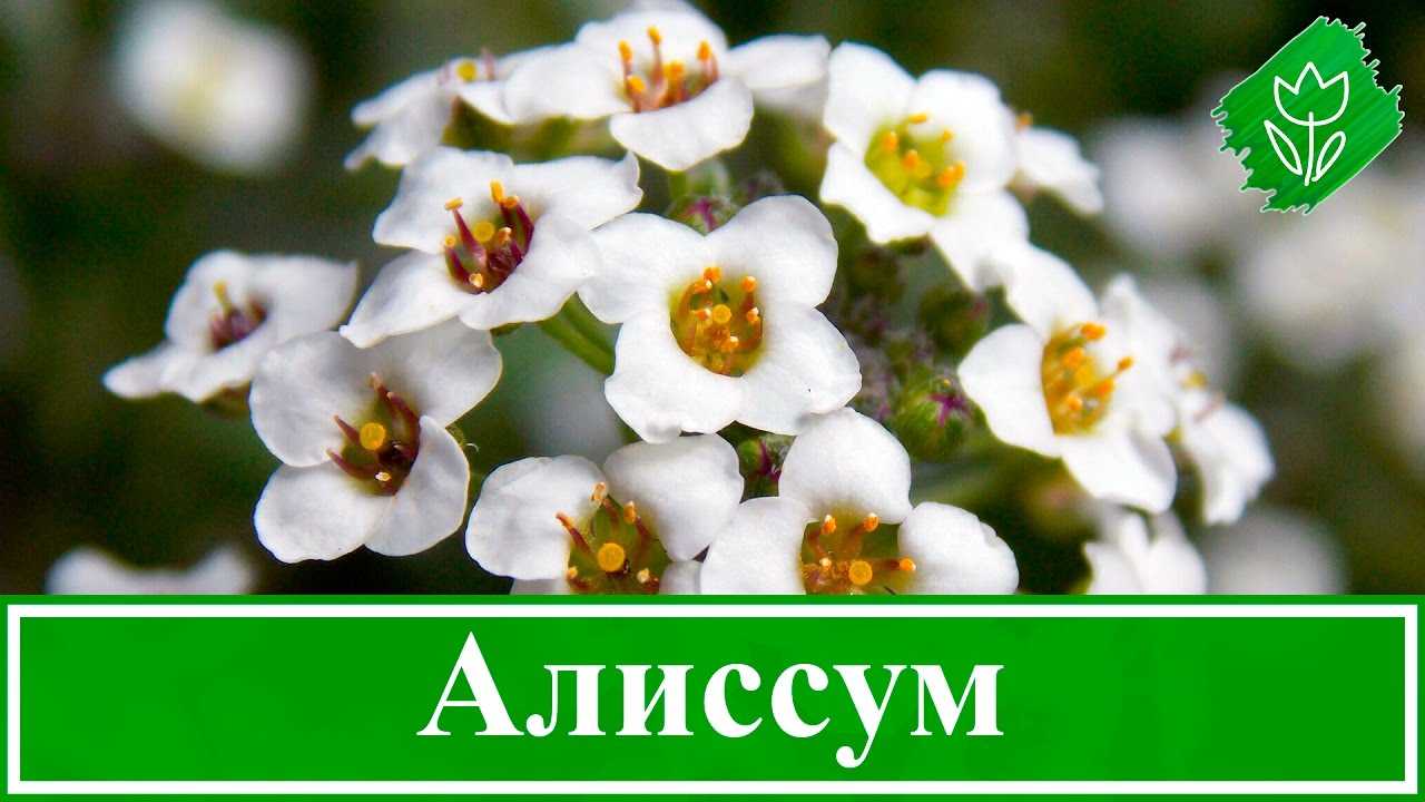 Алиссум однолетний выращивание из семян, посадка и уход за алиссумом. | zelenysad.ru