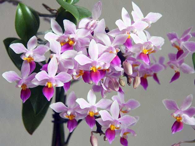 Орхидея ванда: фото и уход в домашних условиях