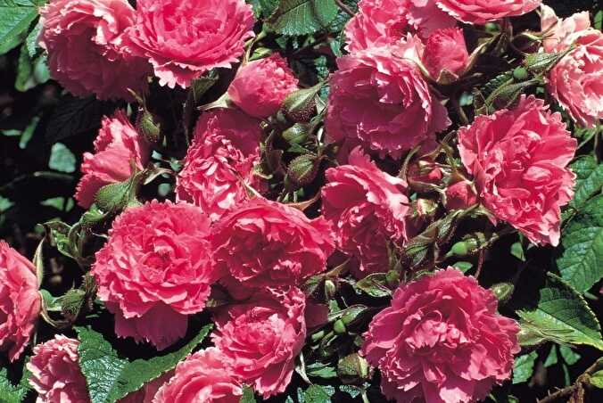 Особенности выращивания розы морщинистой на даче: от выбора сорта до дизайна участка