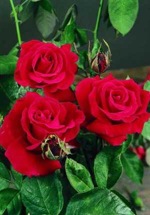 Роза чайная гибрид: лучшие сорта и выращивание в саду