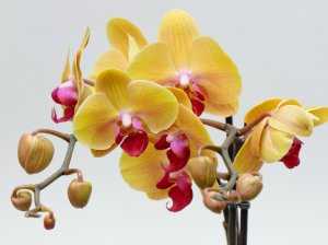 Интересный вопрос: как происходит размножение орхидеи листом?