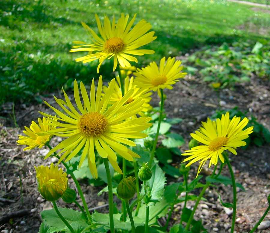 Желтые ромашки – многолетние цветы