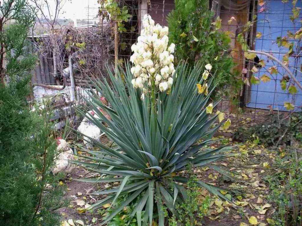 Цветок юкка фото садовая. Юкка алоэлистная (Yucca aloifolia). Юкка нитчатая. Юкка сизая ,нитчатая. Цветок Юкка нитчатая.