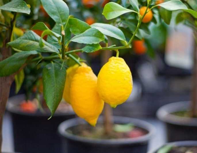 Как вырастить лимон из косточки в домашних условиях и будет ли он плодоносить без, как посадить и прорастить косточку дома