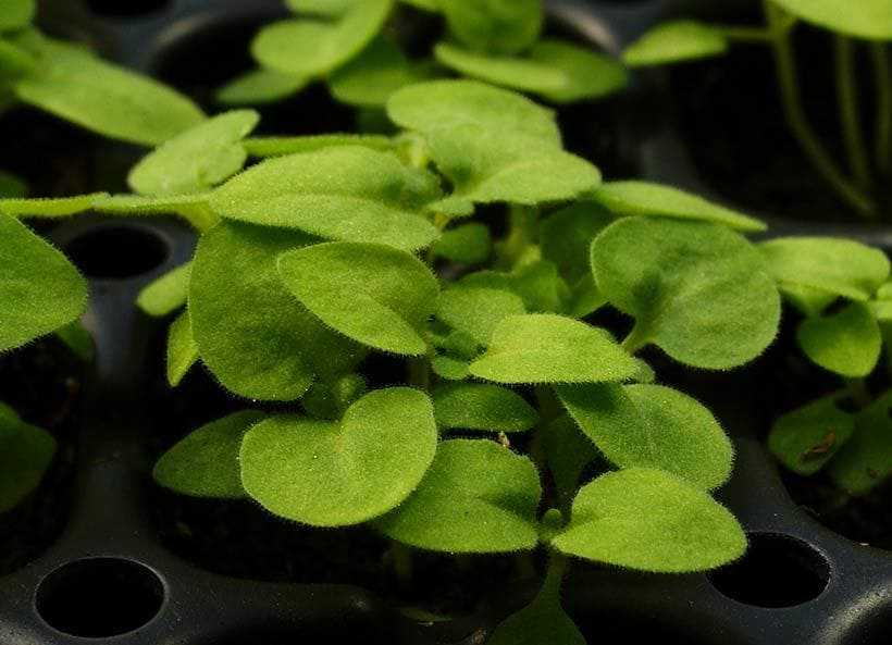 Выращивание остеоспермума из семян: посадка и уход