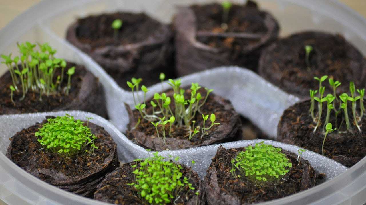 Как вырастить рассаду петунии в домашних условиях, уход за рассадой петунии