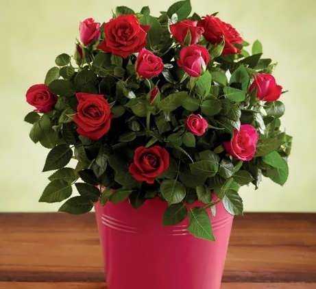 Маленькие розы (39 фото): особенности миниатюрных многоцветковых вечноцветущих роз, нюансы выращивания мини-роз из семян в открытом грунте. описание мелких роз «садовый аромат» и других сортов