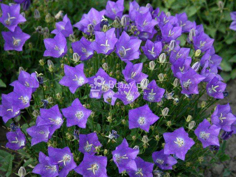 Цветок колокольчик садовый многолетний,: отличия от полевых и лесных, сорта, посадка и уход