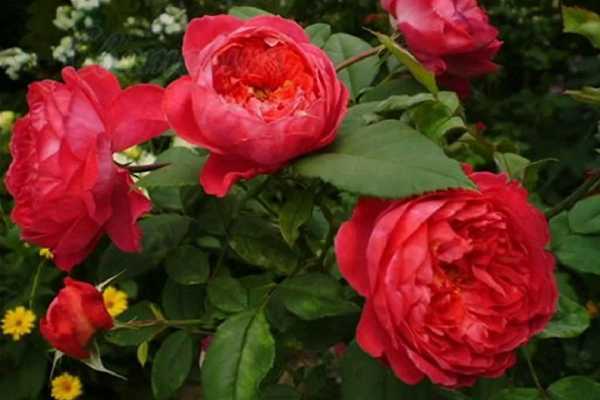 Роза пэт остин (pat austin) — описание сорта