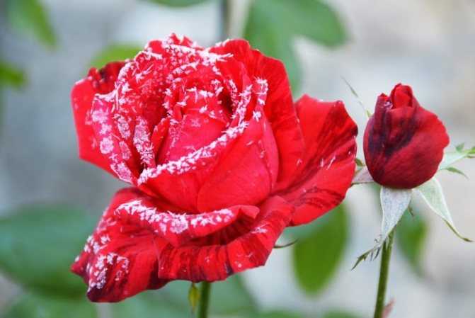 Как правильно подготовить розы к зиме и обрезать их: способы обрезки разных сортов, материал для укрытия