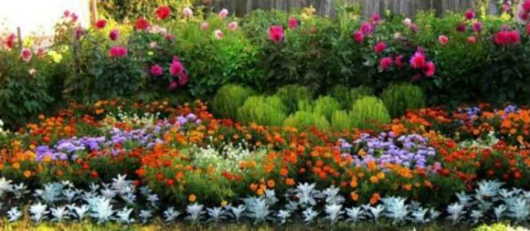 Неприхотливые цветы многолетники и однолетники долгоцветущие для сада и дачи: обзор растений с фото