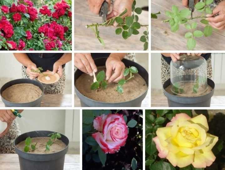 Розы из букета: как укоренить розу из букета