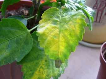 Почему у спатифиллума желтеют и сохнут листья? | садоёж