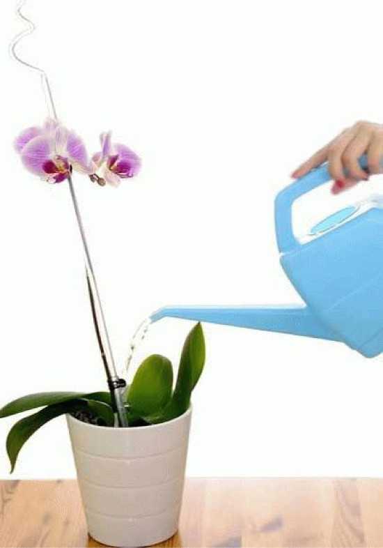 Каттлея: уход в домашних условиях и фото орхидеи