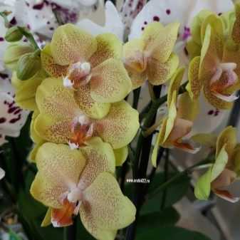 Голубая орхидея: уход после покупки в домашних условиях. полив, освещение, пересадка синего фаленопсиса
