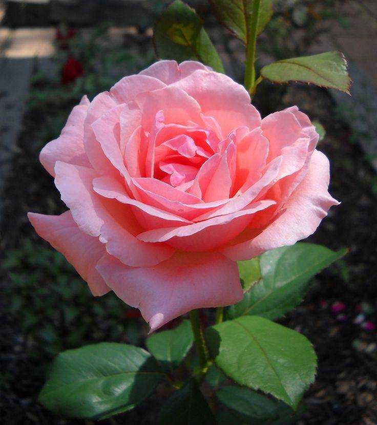 Роза новалис (novalis): описание, фото и характеристика сорта, отличие от других разновидностей, особенности выращивания, ухода и размножения, болезни и вредителидача эксперт