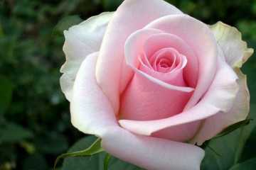 Английский сорт роз принцесса анна: особенности выращивания шраба, правила ухода