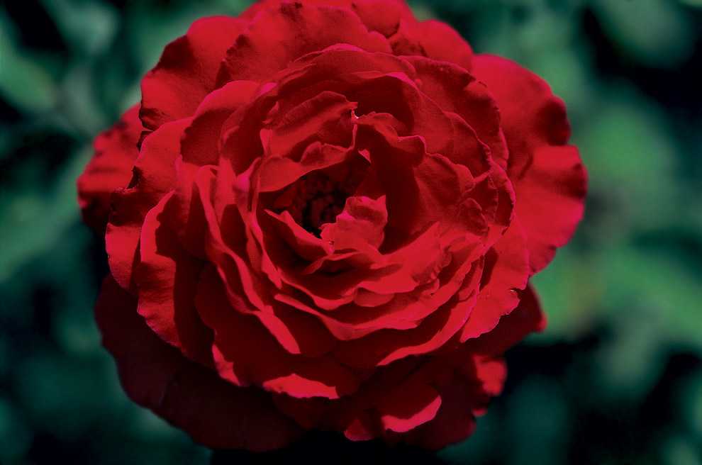 Как посадить и вырастить на даче эффектную розу флорибунда мидсаммер