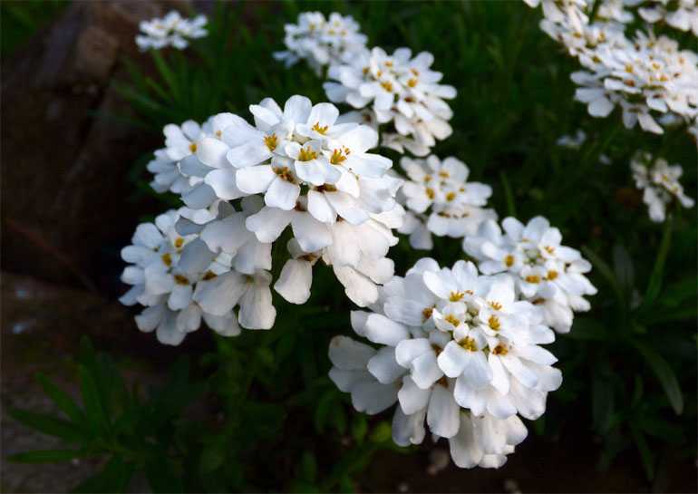 Иберис многолетний (34 фото): посадка и уход, нюансы выращивания в открытом грунте, описание сорта «сноуфлейк» с белыми цветами и других