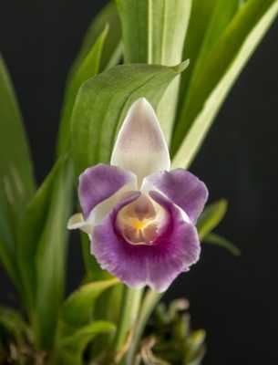Голубые и синие орхидеи: особенности и уход