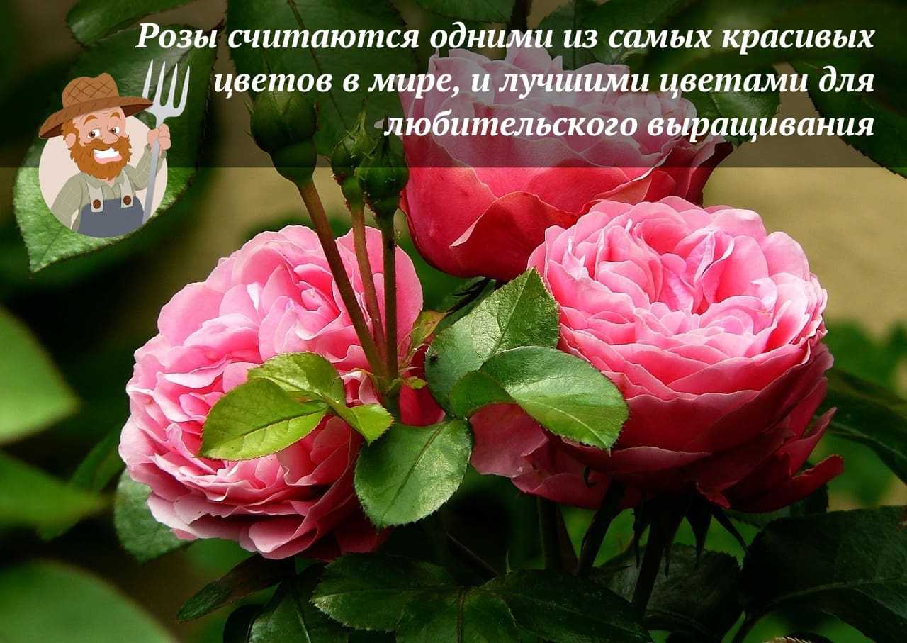 Розы – лучшие сорта, популярные группы роз