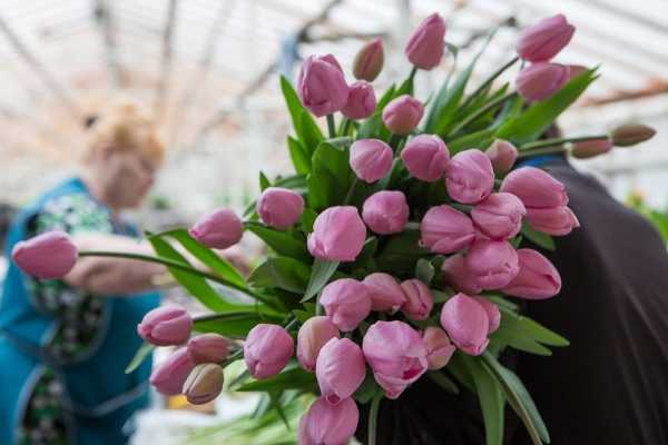 Выгонка тюльпанов в теплице к 8 марта: сколько времени растут, как выращивать и по какой технологии их срезать? русский фермер