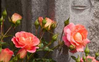 Садовая роза аганжемент: описание и фото сорта, особенности цветения, правила ухода, размножение и другие нюансы