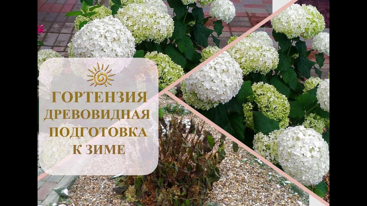 Подготовка гортензии к зиме