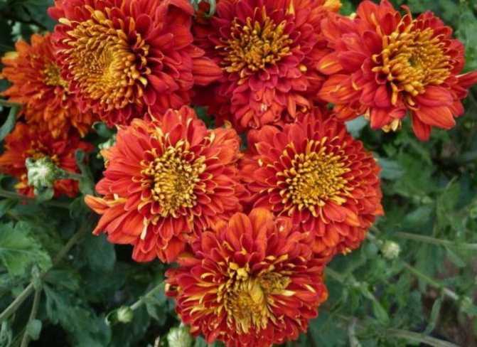 Лучшие сорта хризантем - фото цветов, цветущих в разные сроки